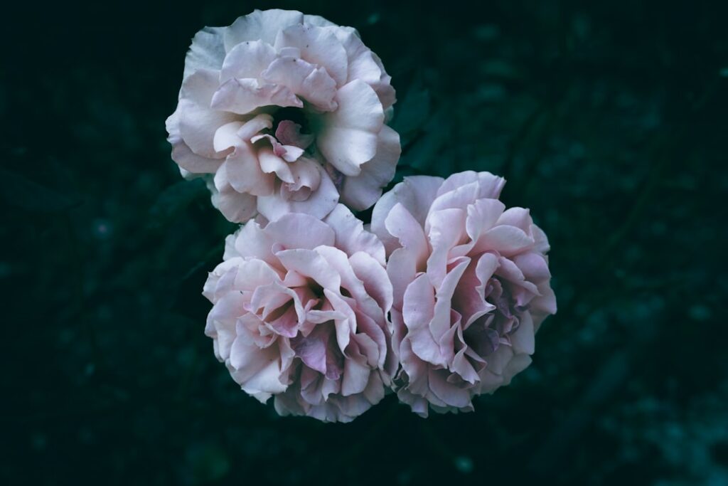 agrandissez vos photos instagram facilement et rapidement avec notre outil en ligne sécurisé. améliorez la qualité sans perte pour des images nettes et détaillées.