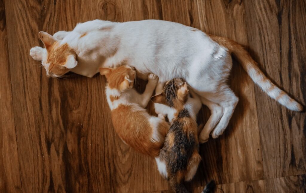 découvrez comment adopter facilement avec notre guide simple et clair pour une adoption sans stress.